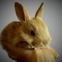 rabbit, small, light brown, palm ears, holding, confidence, rabbit, rabbit, rabbit, rabbit, rabbit, confidence