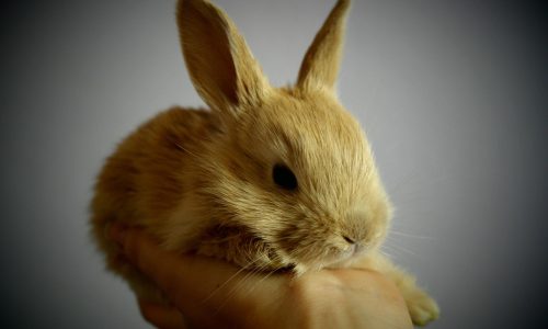 rabbit, small, light brown, palm ears, holding, confidence, rabbit, rabbit, rabbit, rabbit, rabbit, confidence