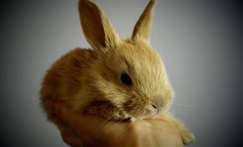 rabbit, small, light brown, palm ears, holding, confidence, rabbit, rabbit, rabbit, rabbit, rabbit, confidence