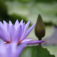 flower, flower wallpaper, lotus, petals, buds, flower background, pond, nature, blooming, beautiful flowers, botany
