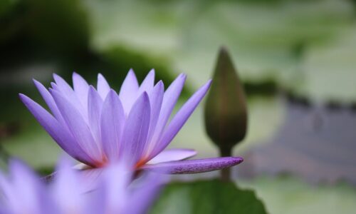 flower, flower wallpaper, lotus, petals, buds, flower background, pond, nature, blooming, beautiful flowers, botany